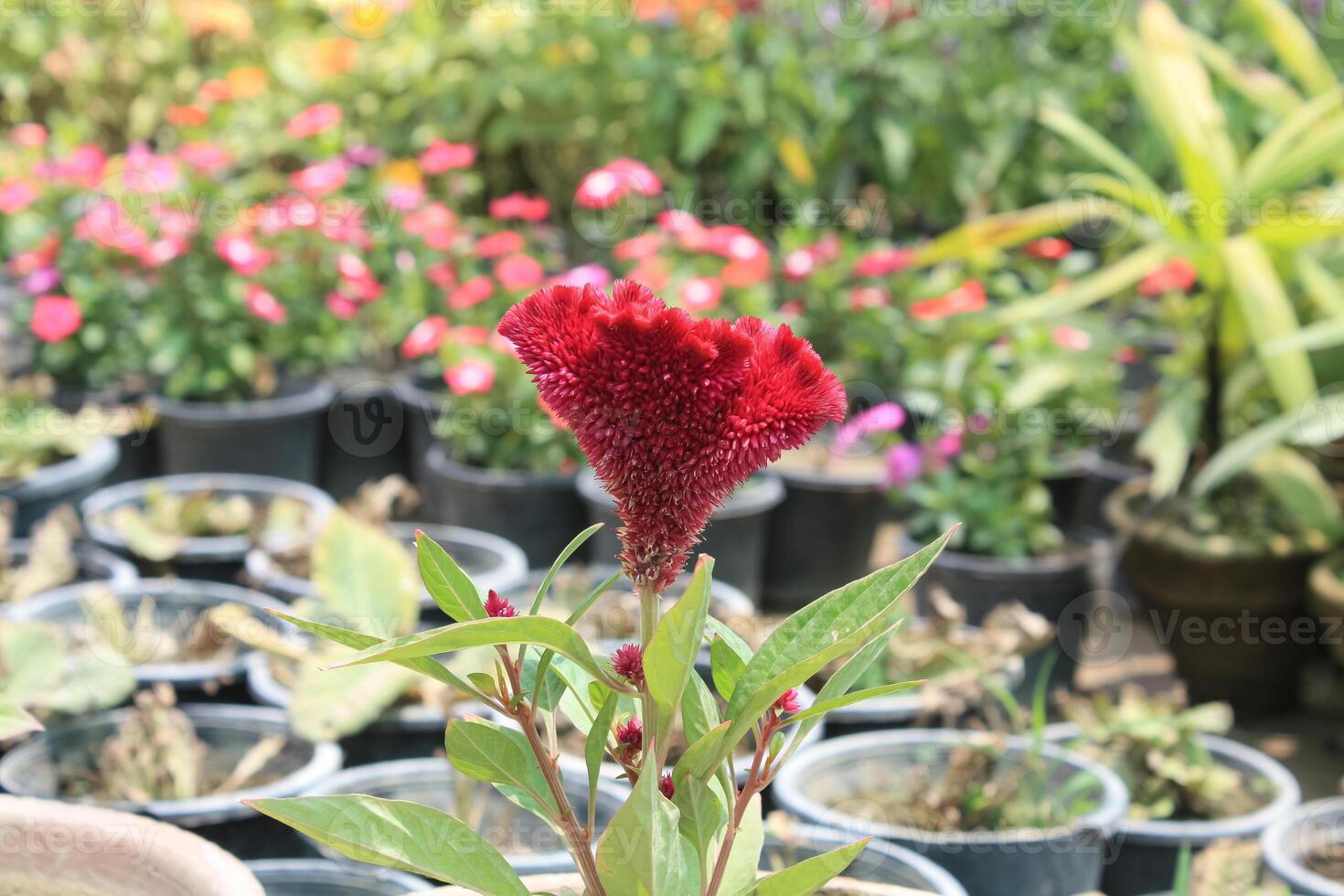Amaranthus, Love-lies-bleeding, Pendant amaranth, Tassel, Velvet flower or Foxtail amaranth photo