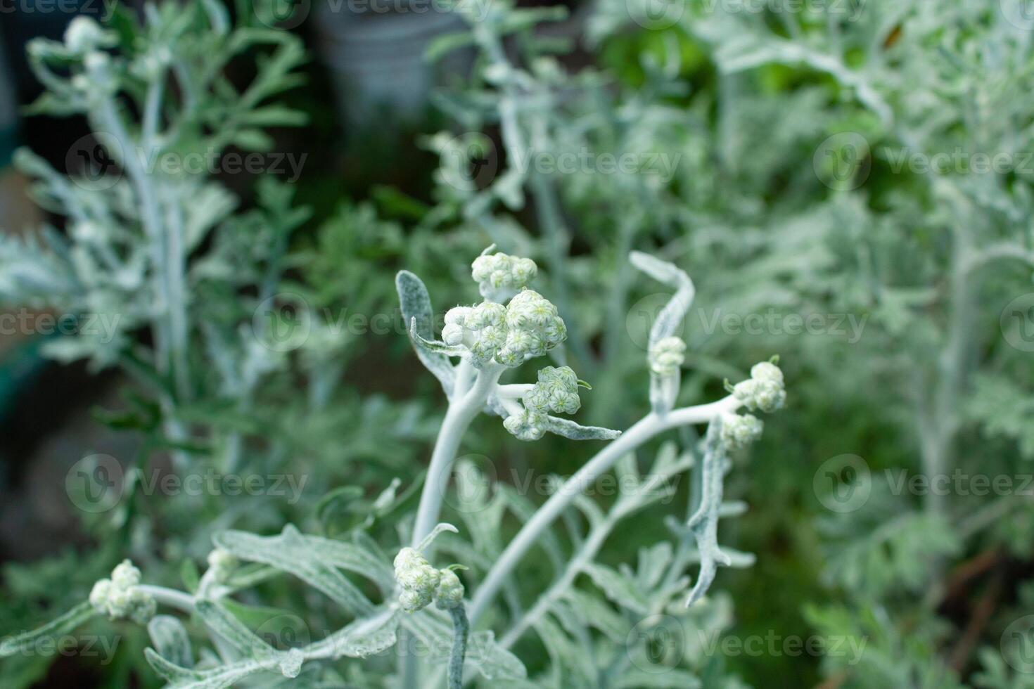 Jacobaea leucophylla, Senecio leucophyllus or Cineraria maritima photo