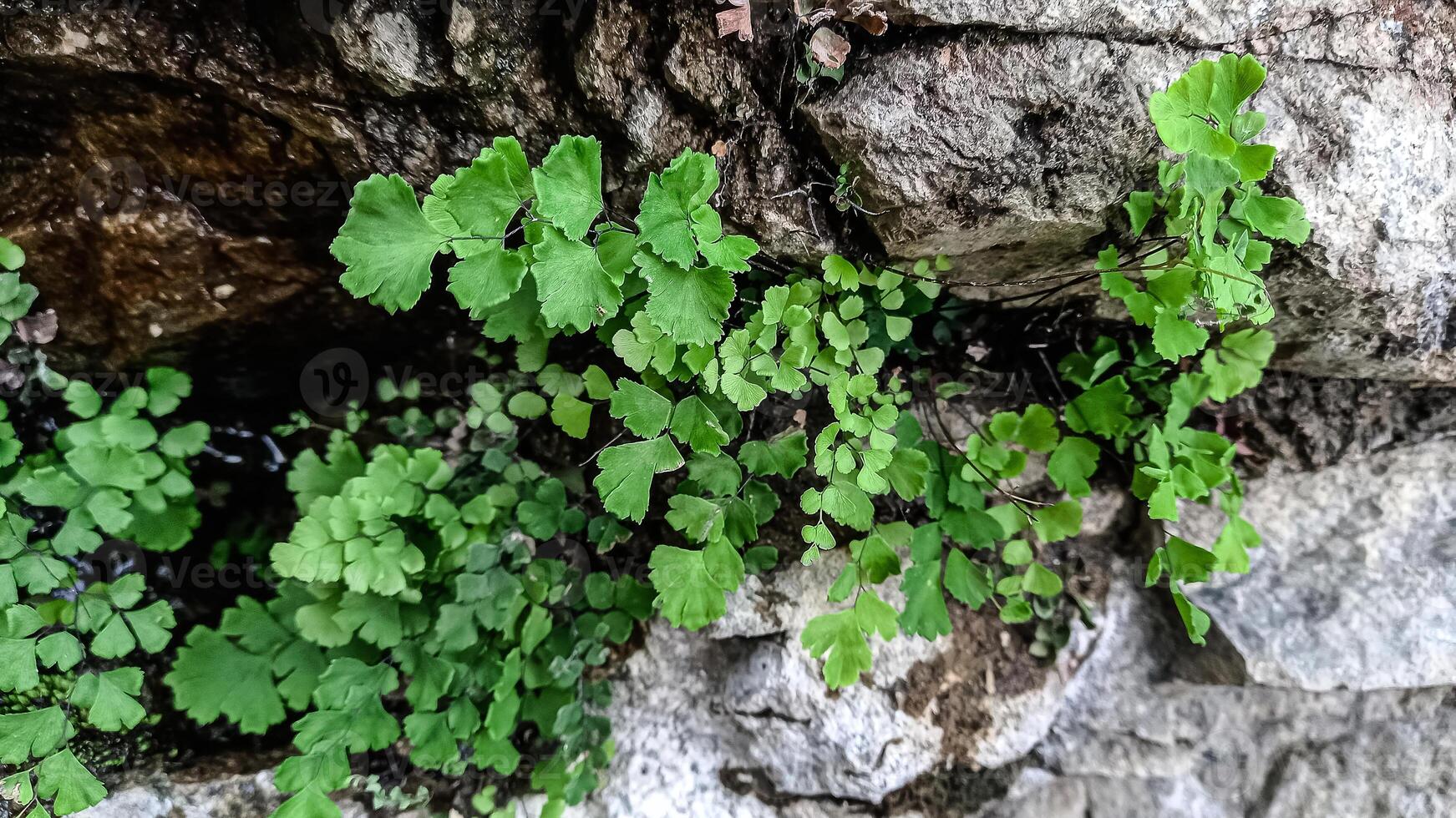 Southern Maidenhair Fern, Venus hair Fern Venus Maidenhair Fern beautiful green plants photo