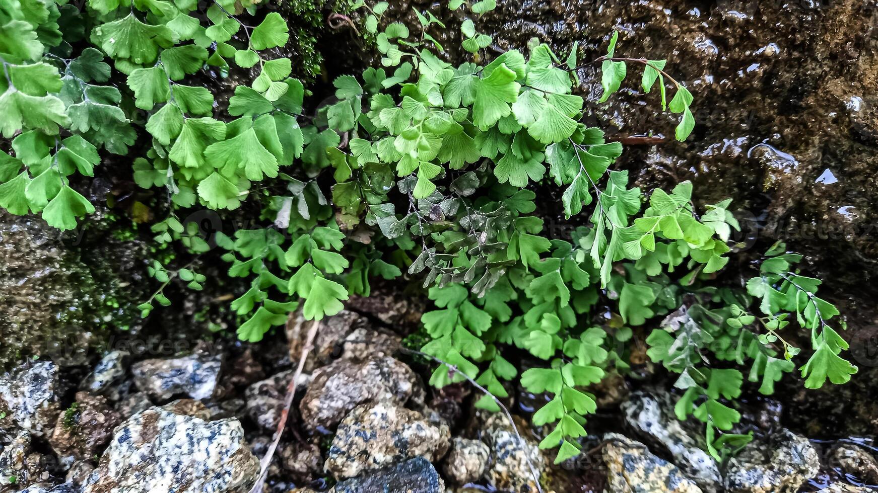 Southern Maidenhair Fern, Venus hair Fern Venus Maidenhair Fern beautiful green plants photo