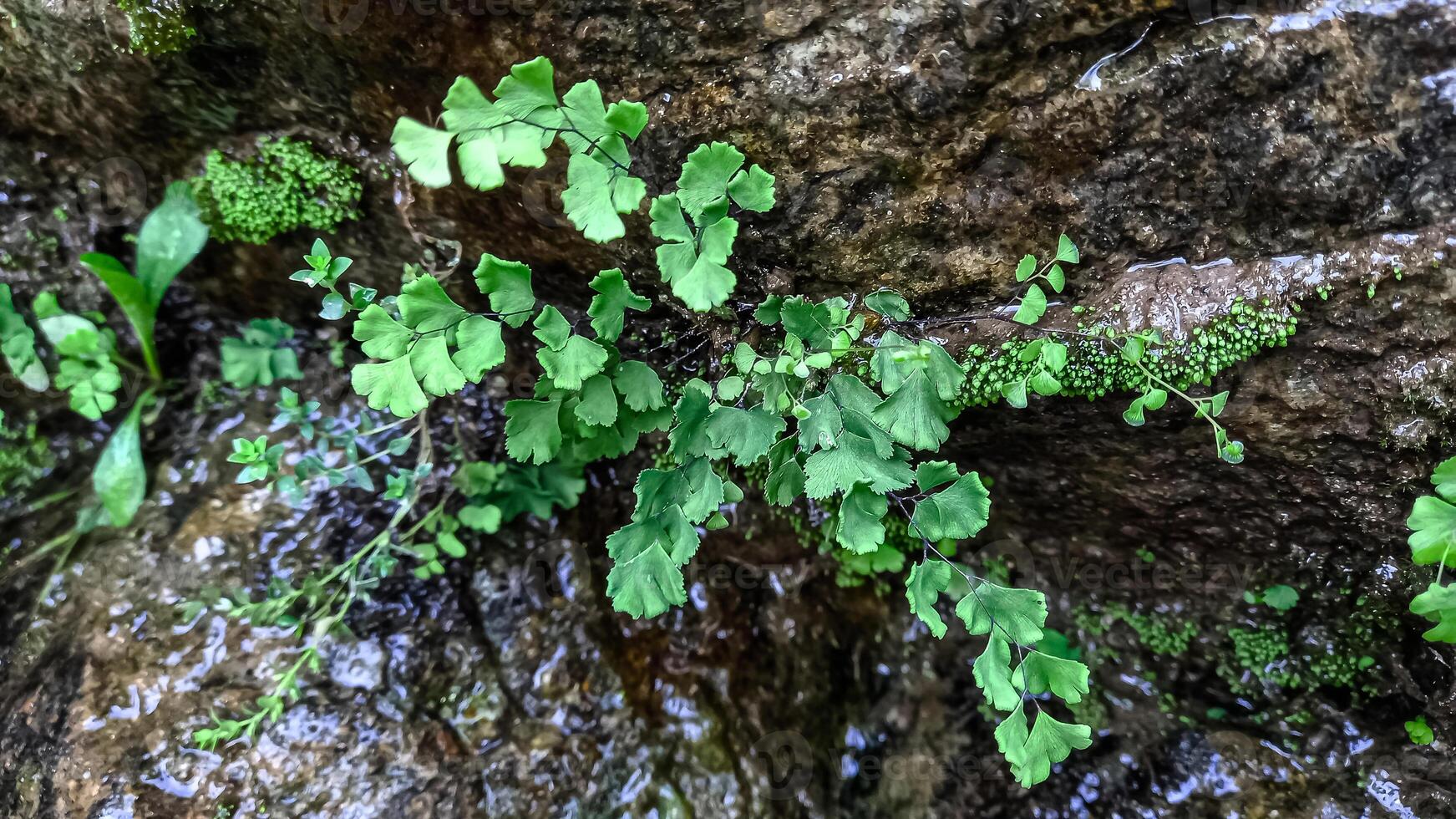 Southern Maidenhair Fern, Venus hair Fern Venus Maidenhair Fern beautiful green plants photo