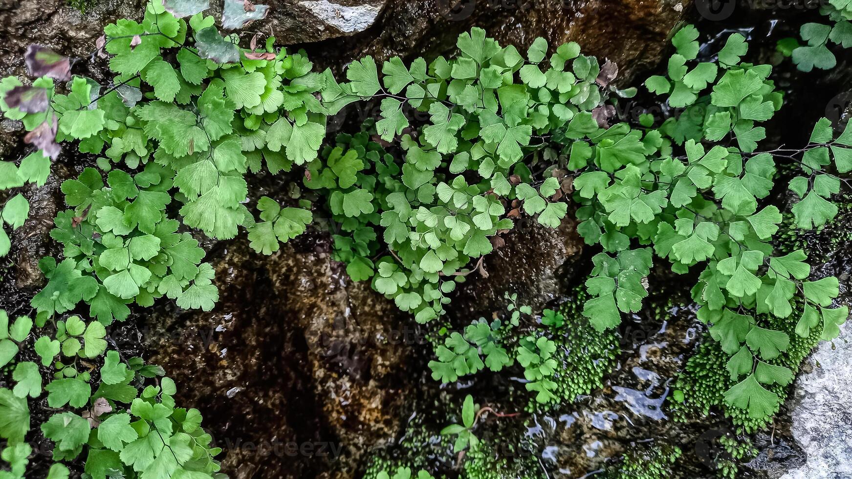 Southern Maidenhair Fern, Venus hair Fern Venus Maidenhair Fern beautiful green plants photo