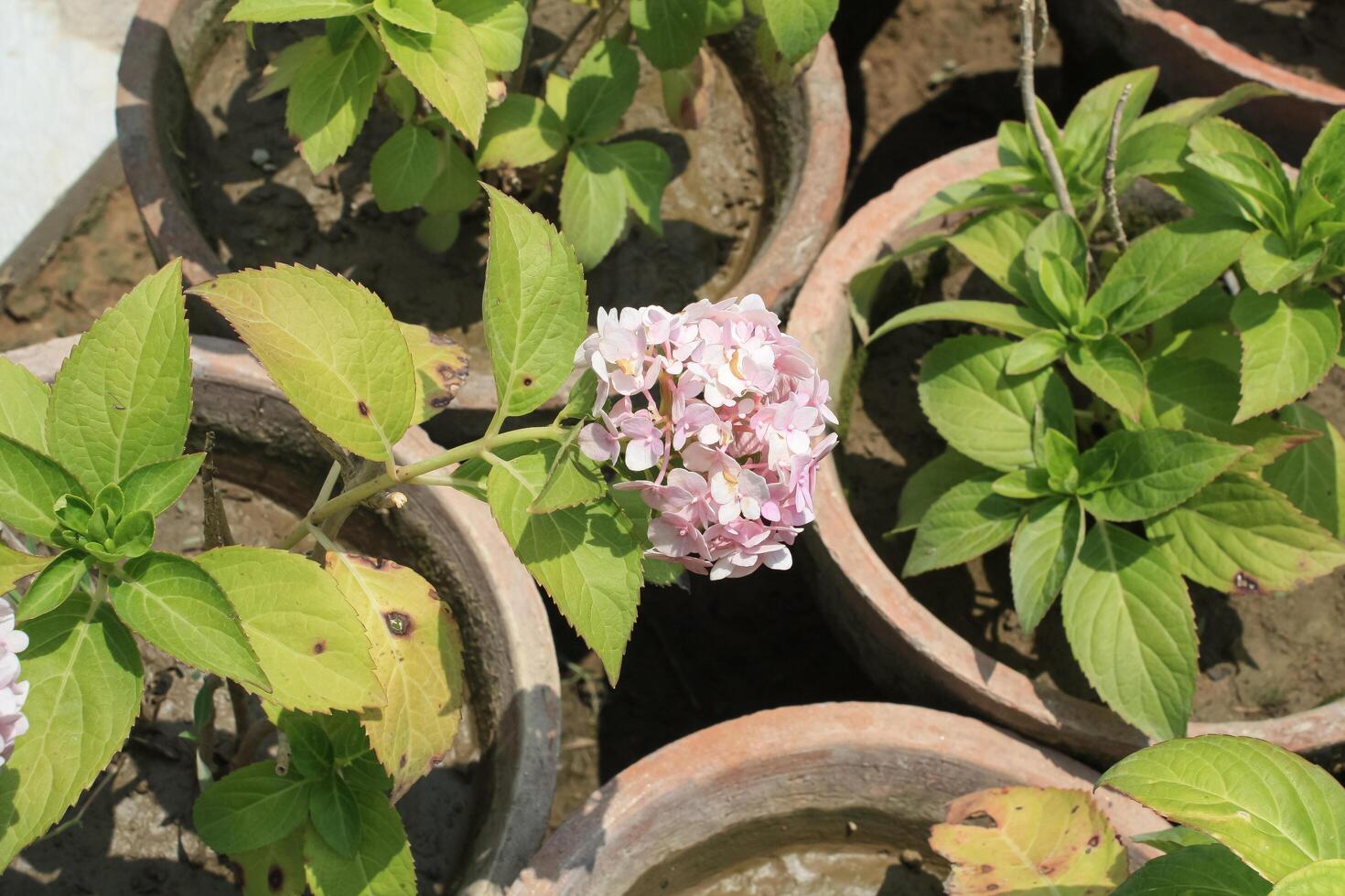 Hydrangea or Hortensia Pinky flowers photo