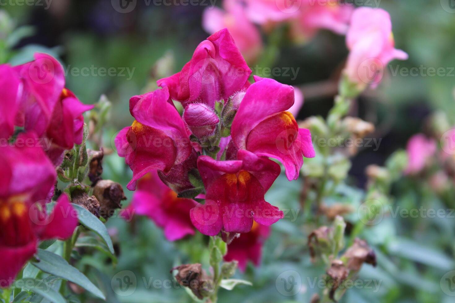 Antirrhinum majus, great snapdragon, lion's-mouth, rabbit's mouth, bonny rabbits, calf-snout, toad's mouth, bulldogs or lion's-snap photo