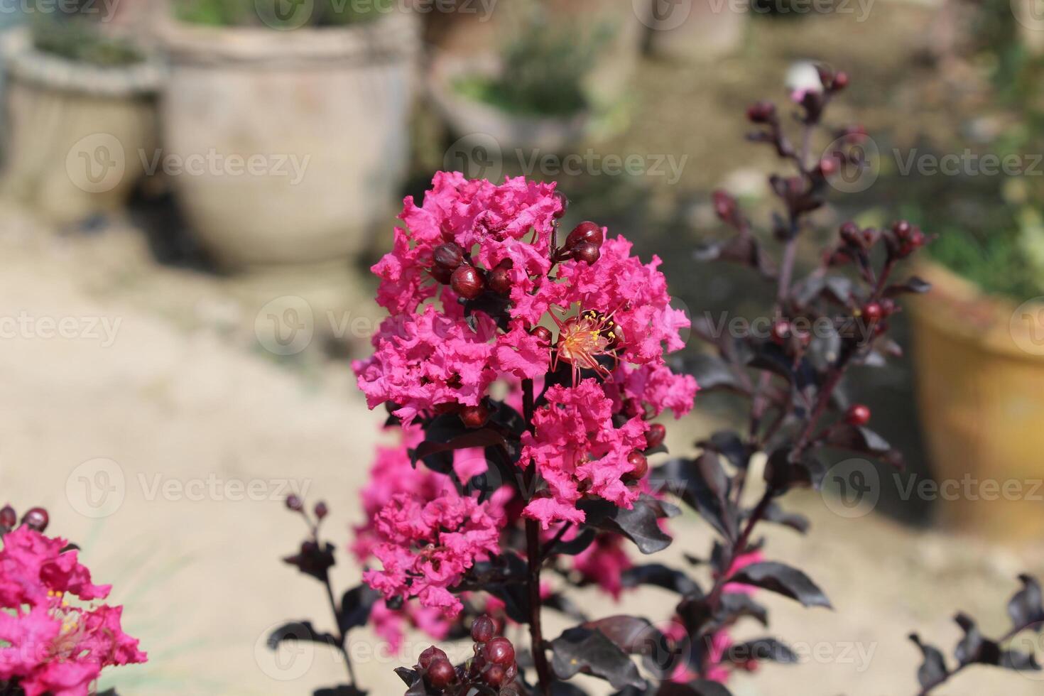 Crape myrtle, crepeflower, or summer lilac flowers photo