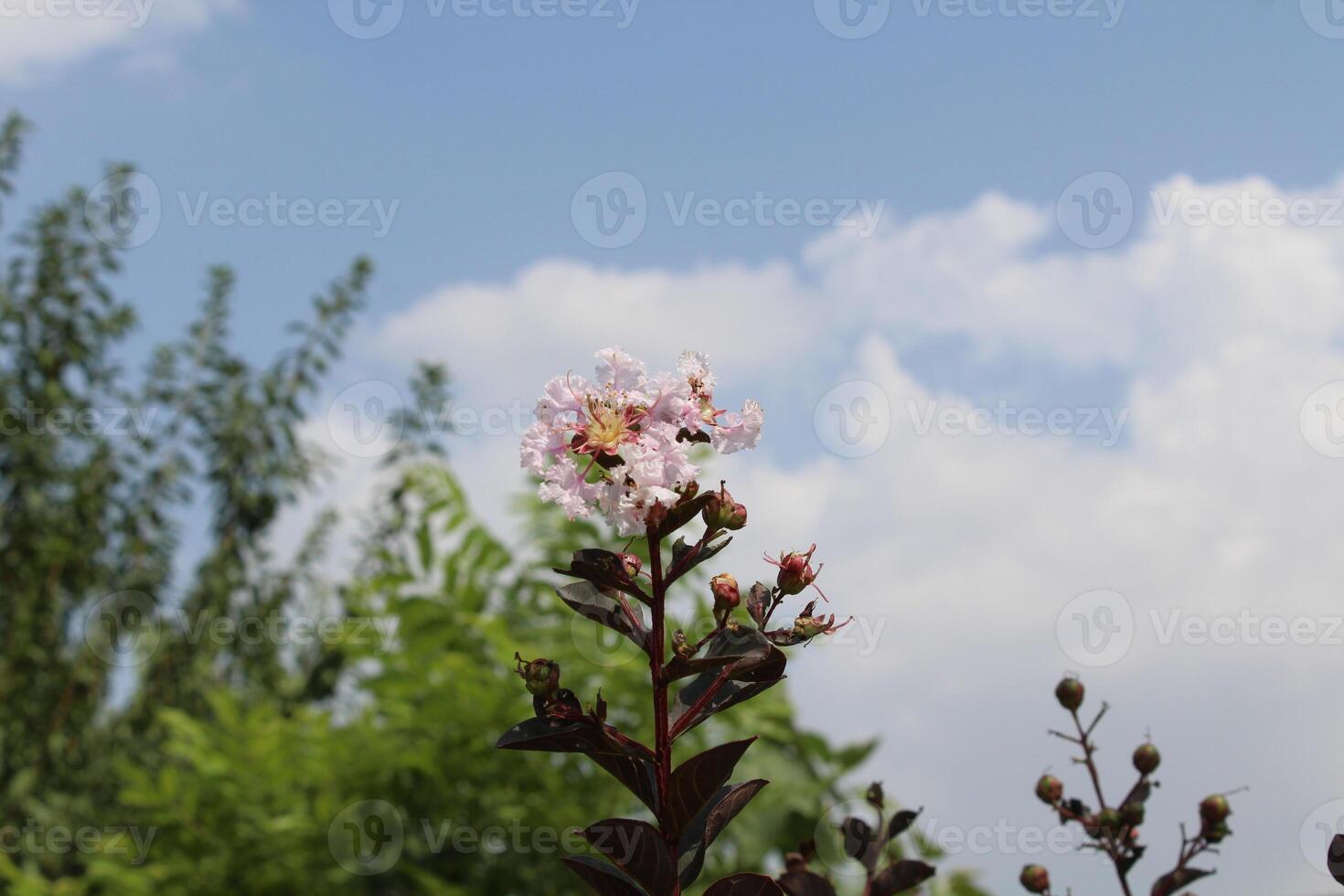 Crape myrtle, crepeflower, or summer lilac flowers photo