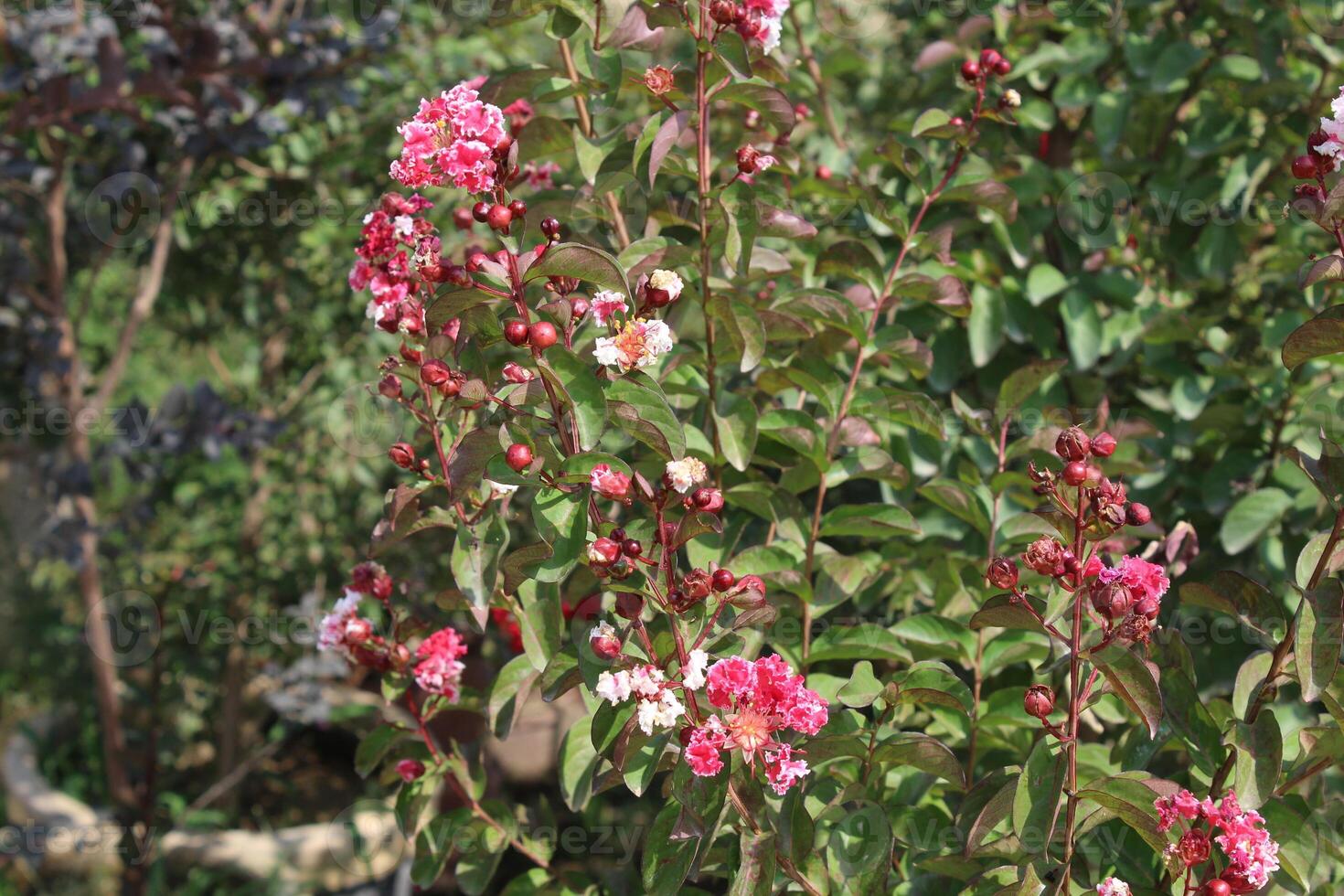 Crape myrtle, crepeflower, or summer lilac flowers photo