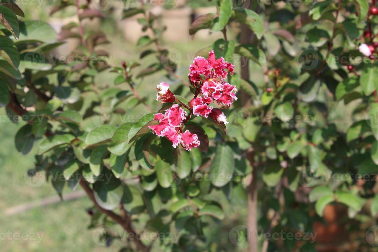 Crape myrtle, crepeflower, or summer lilac flowers photo