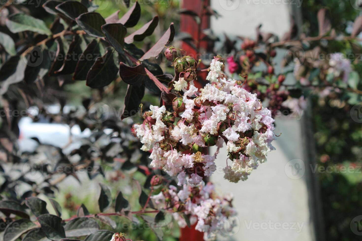 Crape myrtle, crepeflower, or summer lilac flowers photo