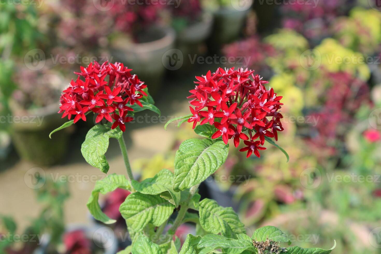 Pentas lanceolata, commonly called Egyptian star cluster or star flower photo