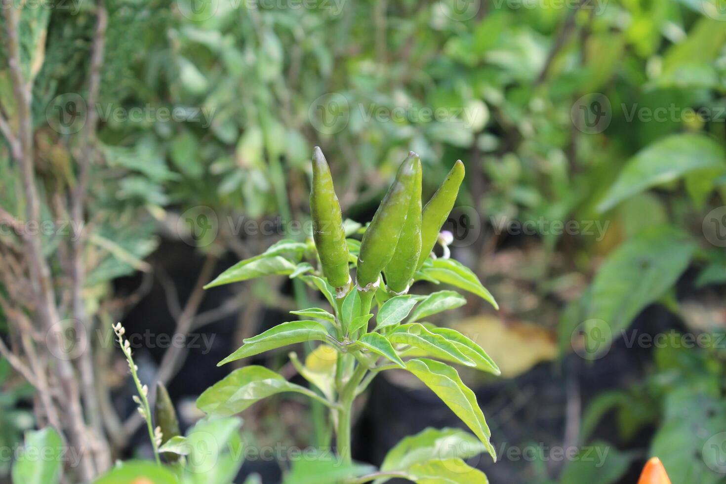 Cultivated Chilli or Peppers photo