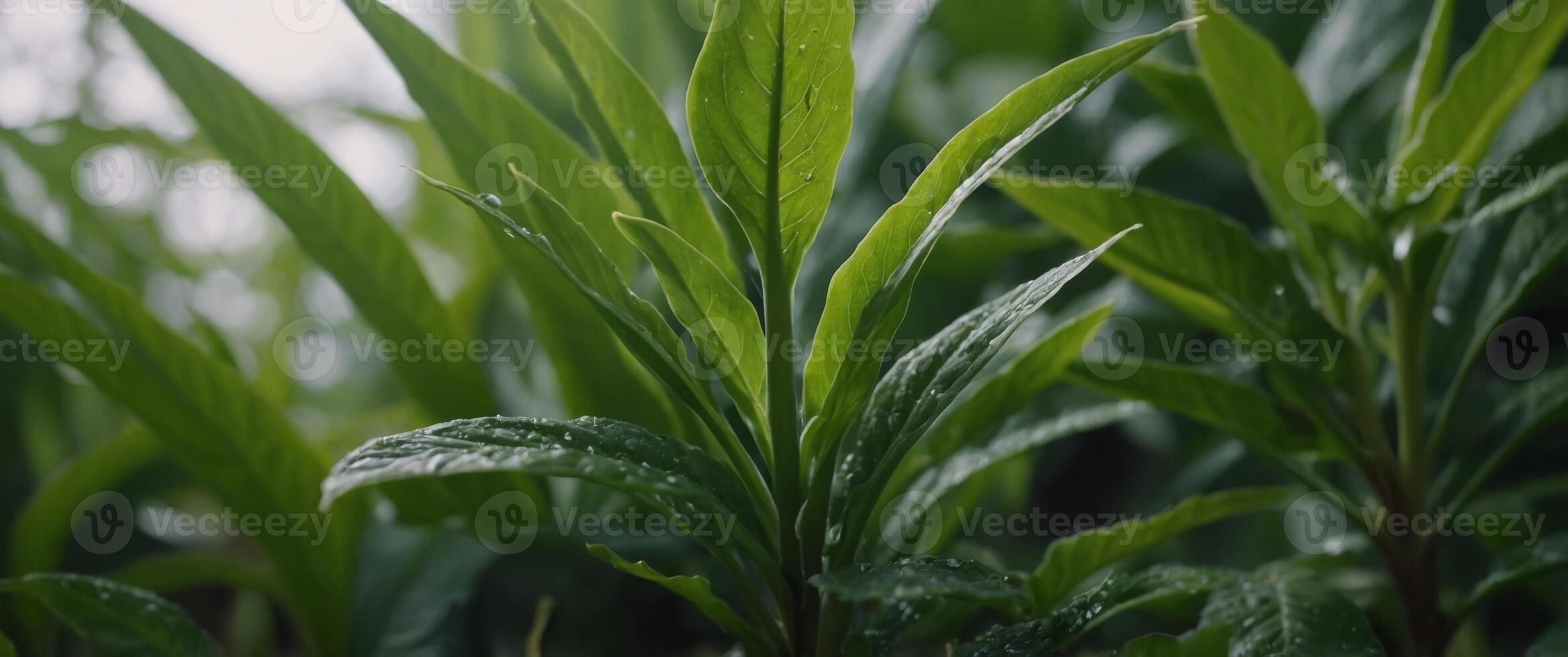 Macro image of a green plant in natural surroundings with copy space image. photo
