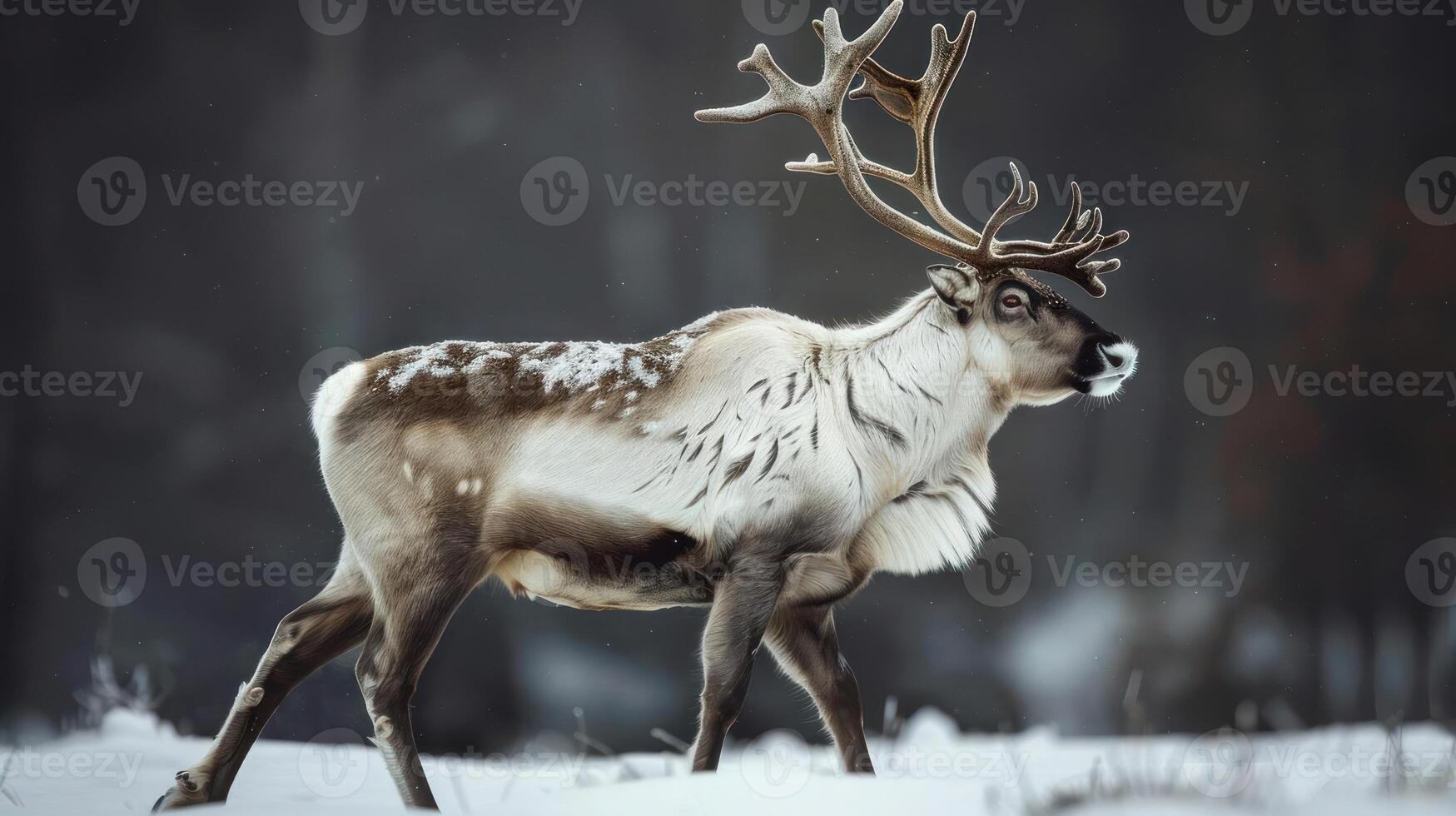 reindeer with large antlers walking through a snowy forest in the snow photo