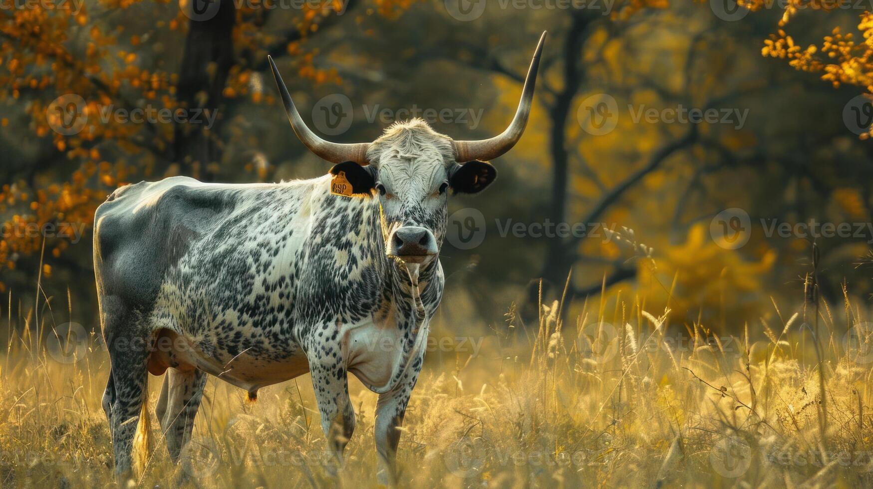 a cow with large horns standing in a field photo