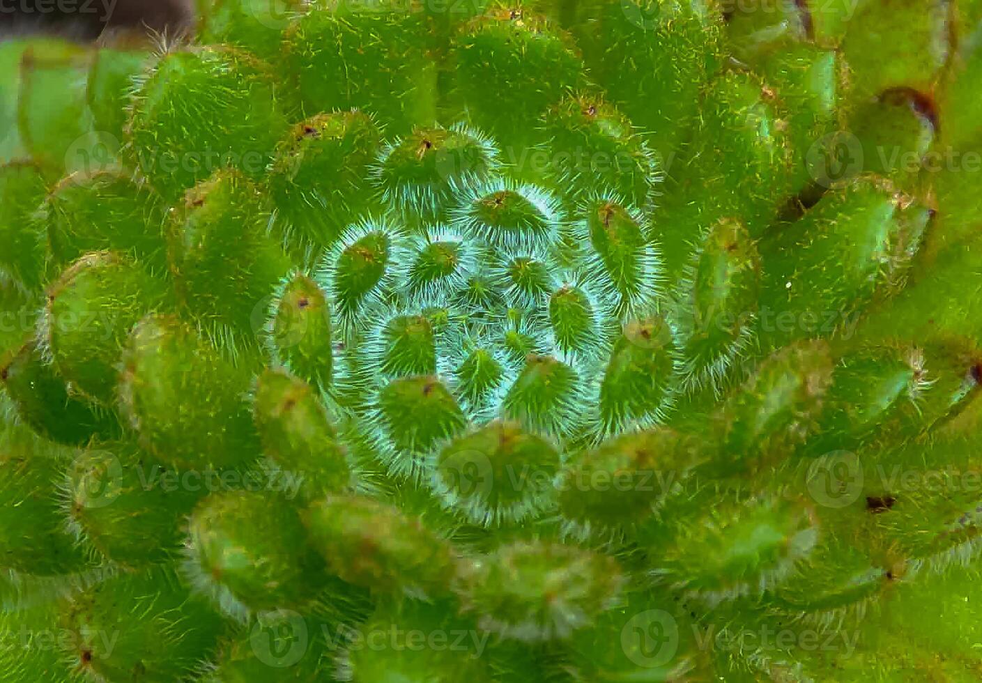 Close-up, succulent leaves of a succulent plant Echeveria sp. in a botanical garden collection photo