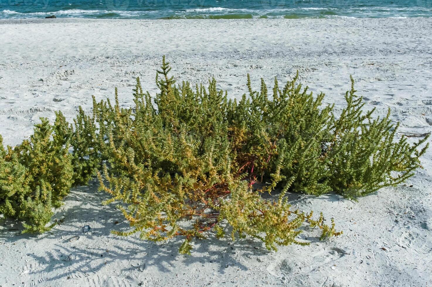 Salsola kali - weed plant with prickly leaves on the Black Sea shore photo