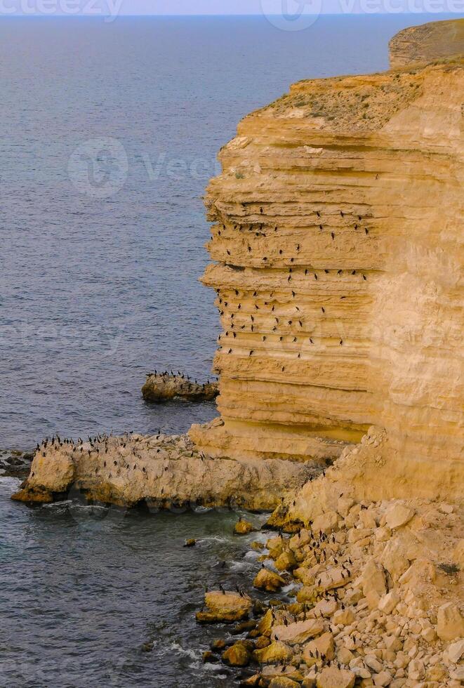 Cormorants rest on a steep bank of Pontic limestone in eastern Crimea photo