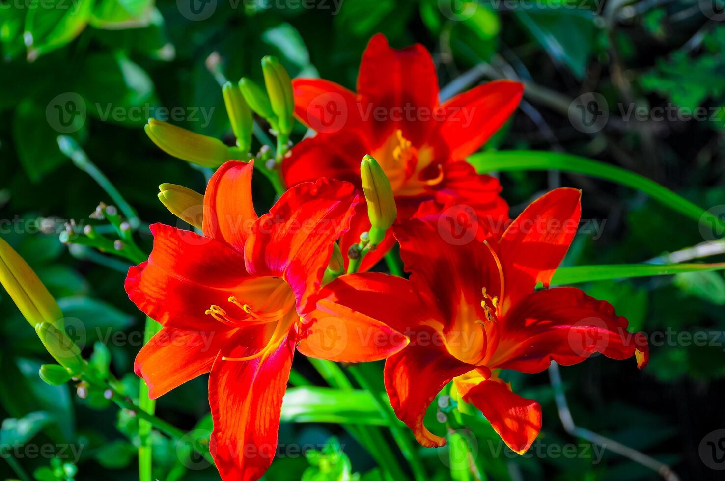 Wash-house lily Hemerocallis fulva, flowering plant in the garden photo