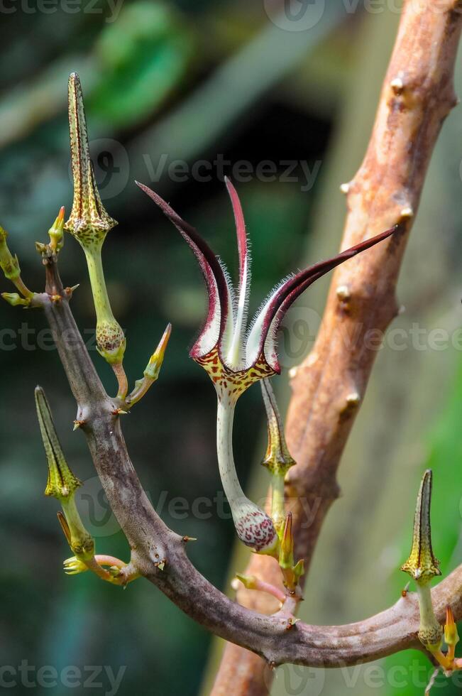 The original flower of the dangling Ceropegia sp. plant in the botanical garden collection photo