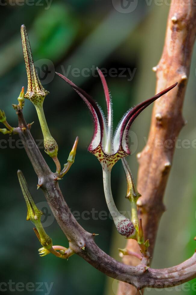 The original flower of the dangling Ceropegia sp. plant in the botanical garden collection photo