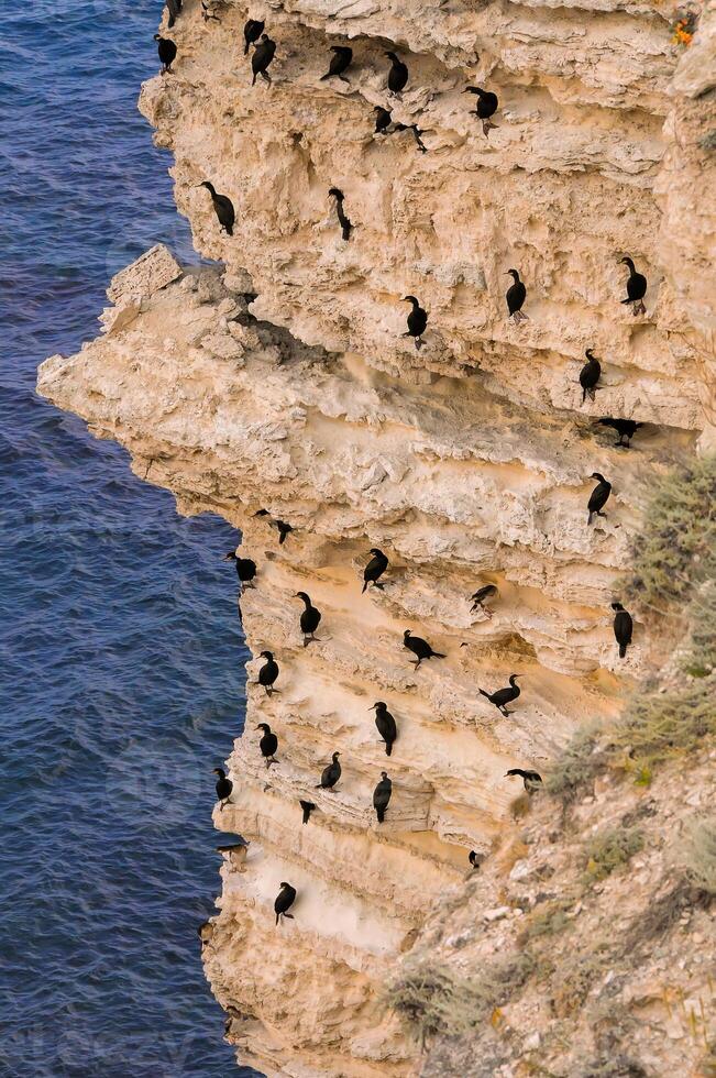 Cormorants rest on a steep bank of Pontic limestone in eastern Crimea photo