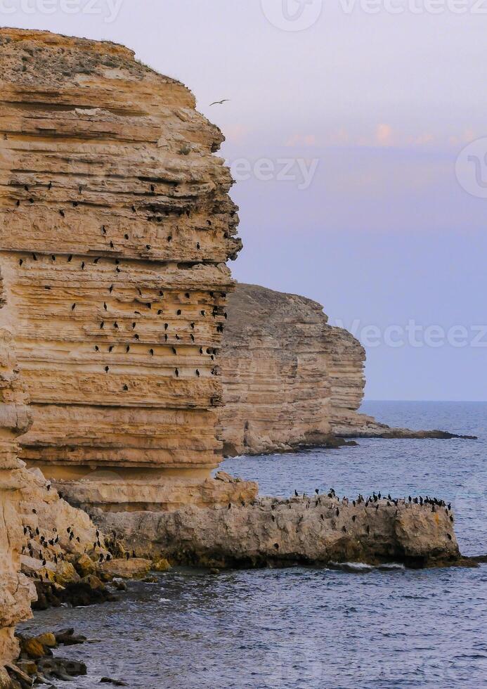 Cormorants rest on a steep bank of Pontic limestone in eastern Crimea photo