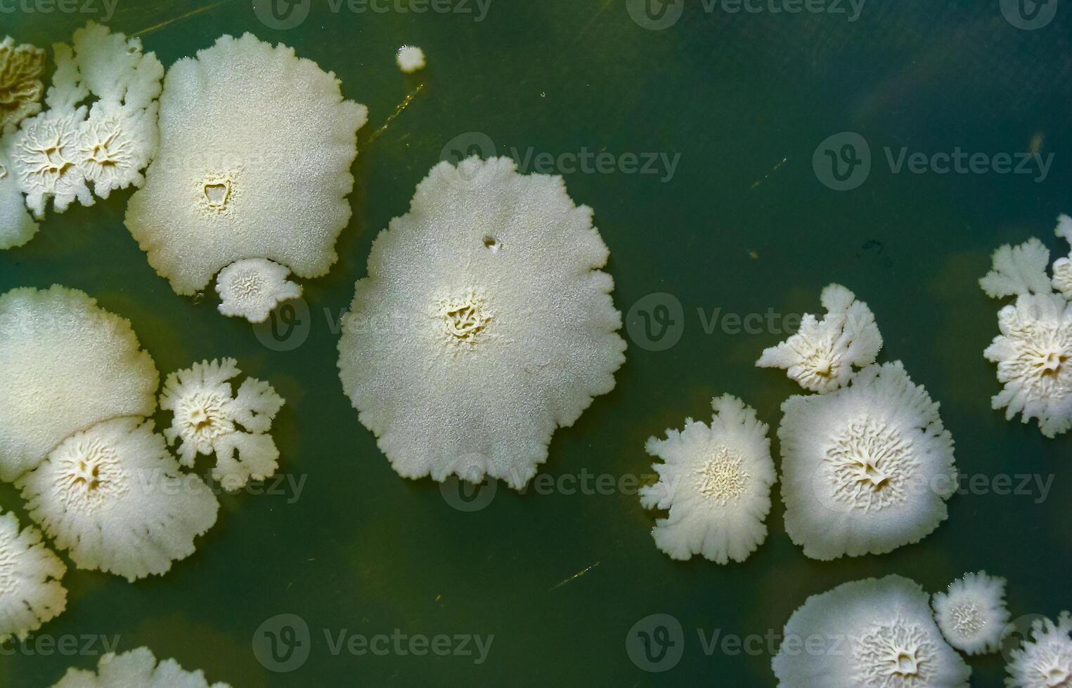 Colonies of pathogenic bacteria in a Petri dish, microbiological studies photo
