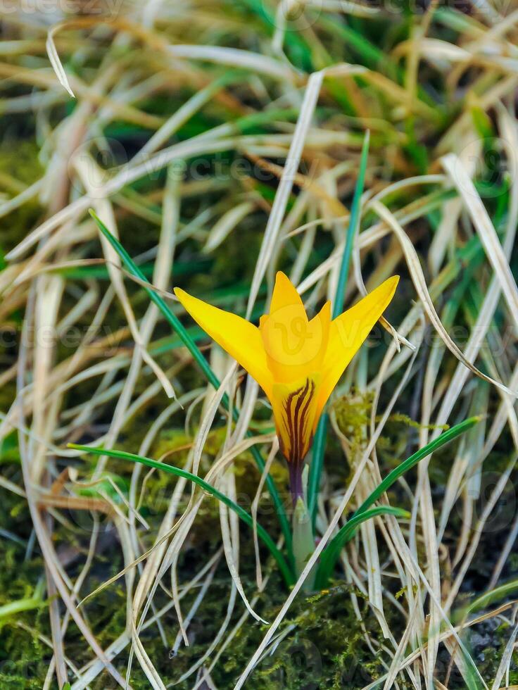 Yellow crocus Dorothy - first spring flower blooms in the garden photo