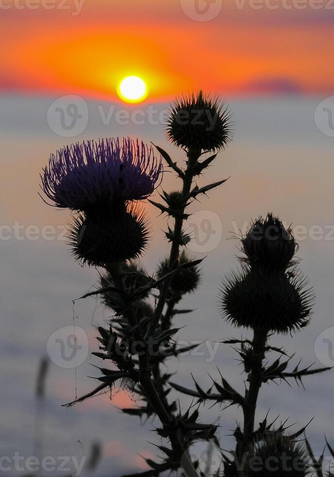 Thistle against the red sunset over the Black Sea in the Eastern Crimea photo