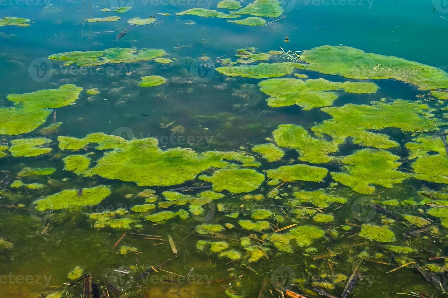 Wetlands, floating algae near reed beds in the lake photo
