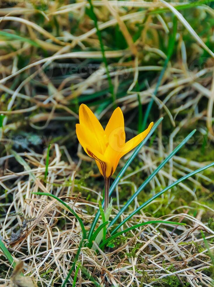 Yellow crocus Dorothy - first spring flower blooms in the garden photo