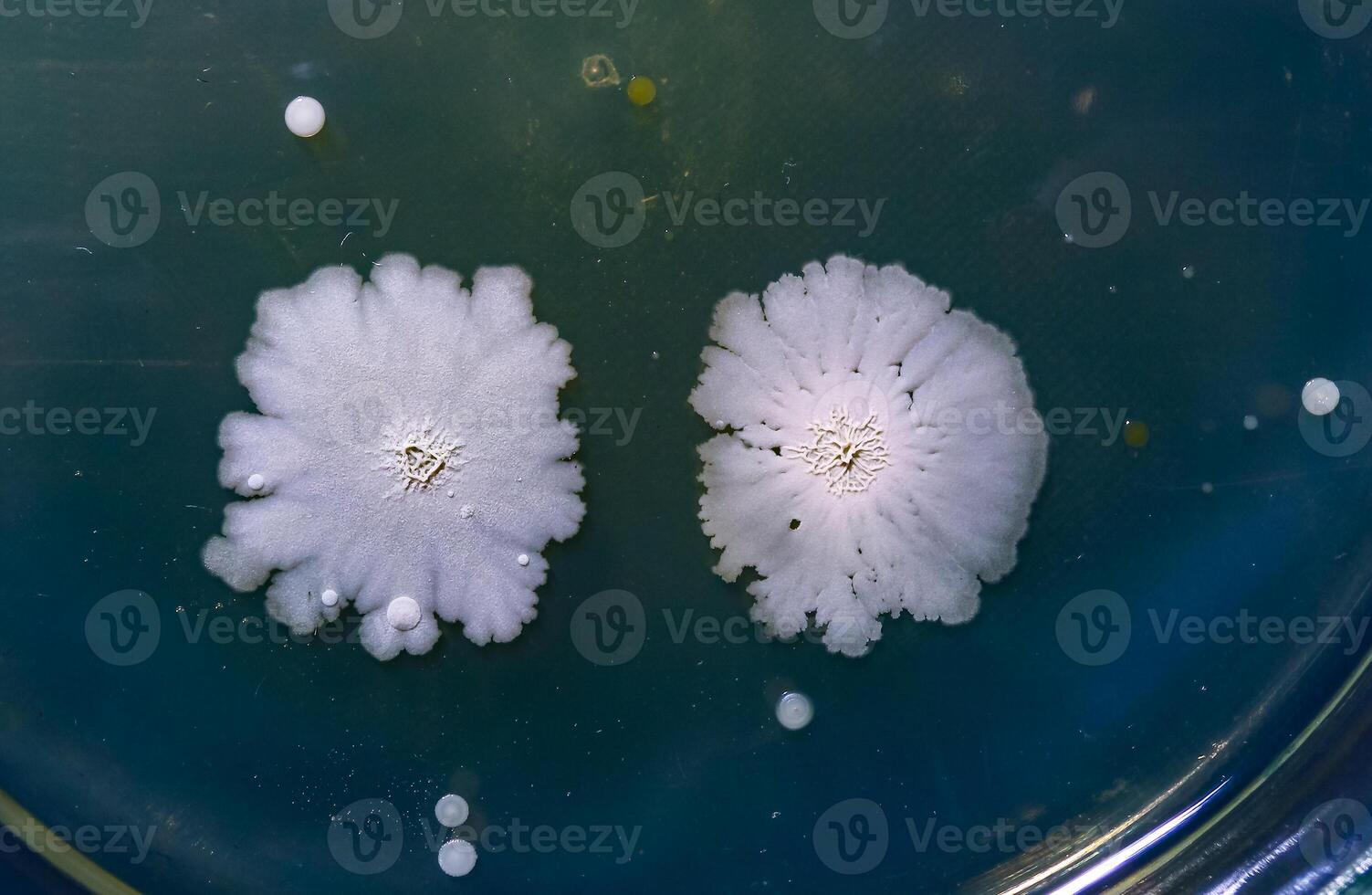 Colonies of pathogenic bacteria in a Petri dish, microbiological studies photo