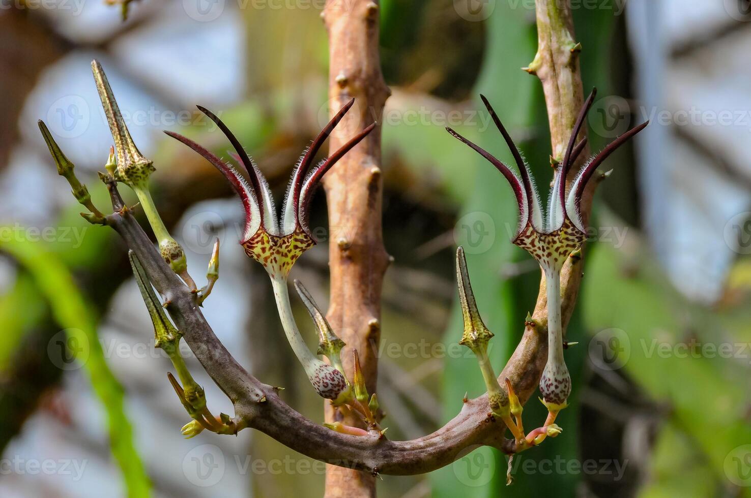 The original flower of the dangling Ceropegia sp. plant in the botanical garden collection photo