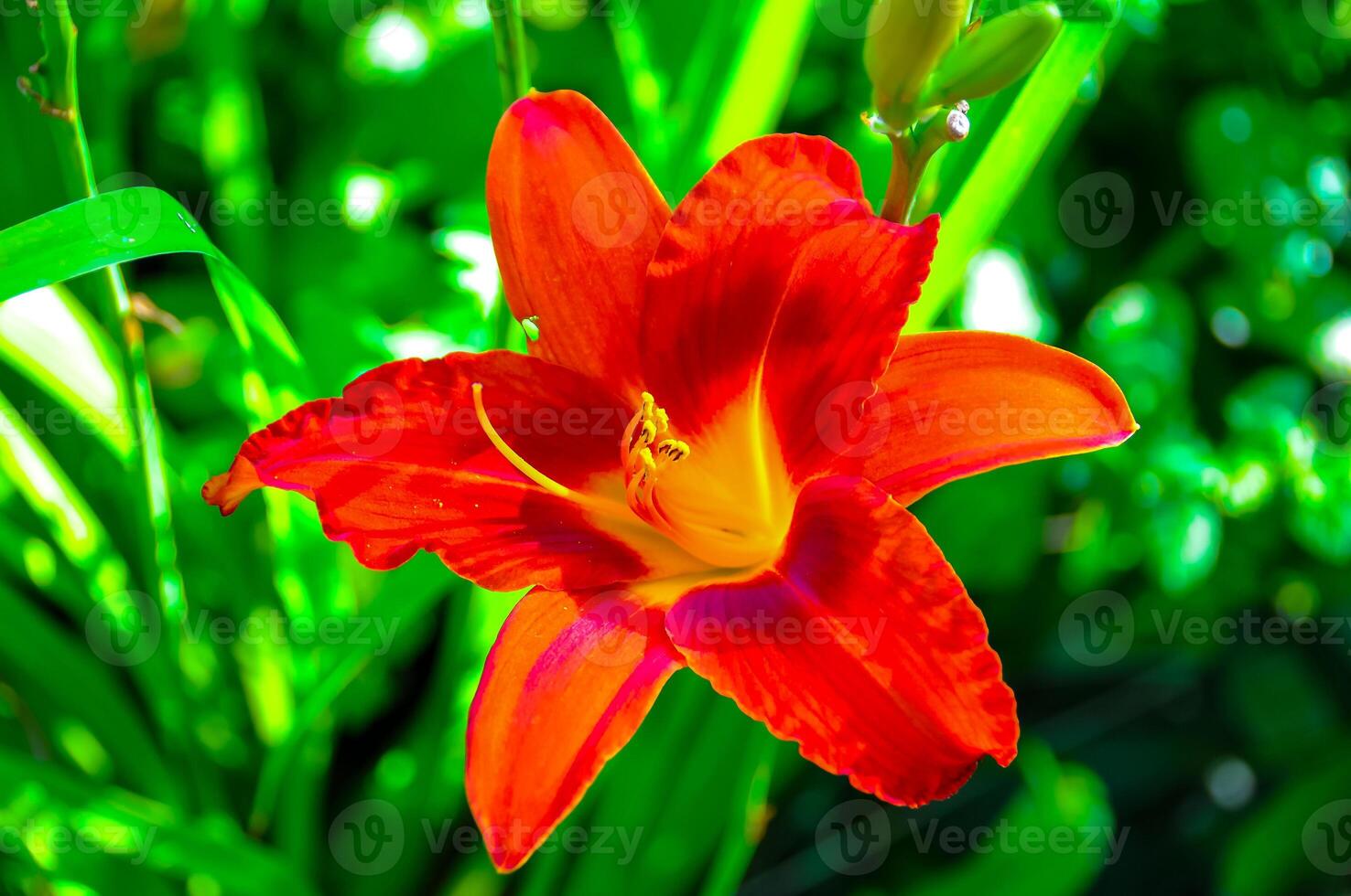 Wash-house lily Hemerocallis fulva, flowering plant in the garden photo