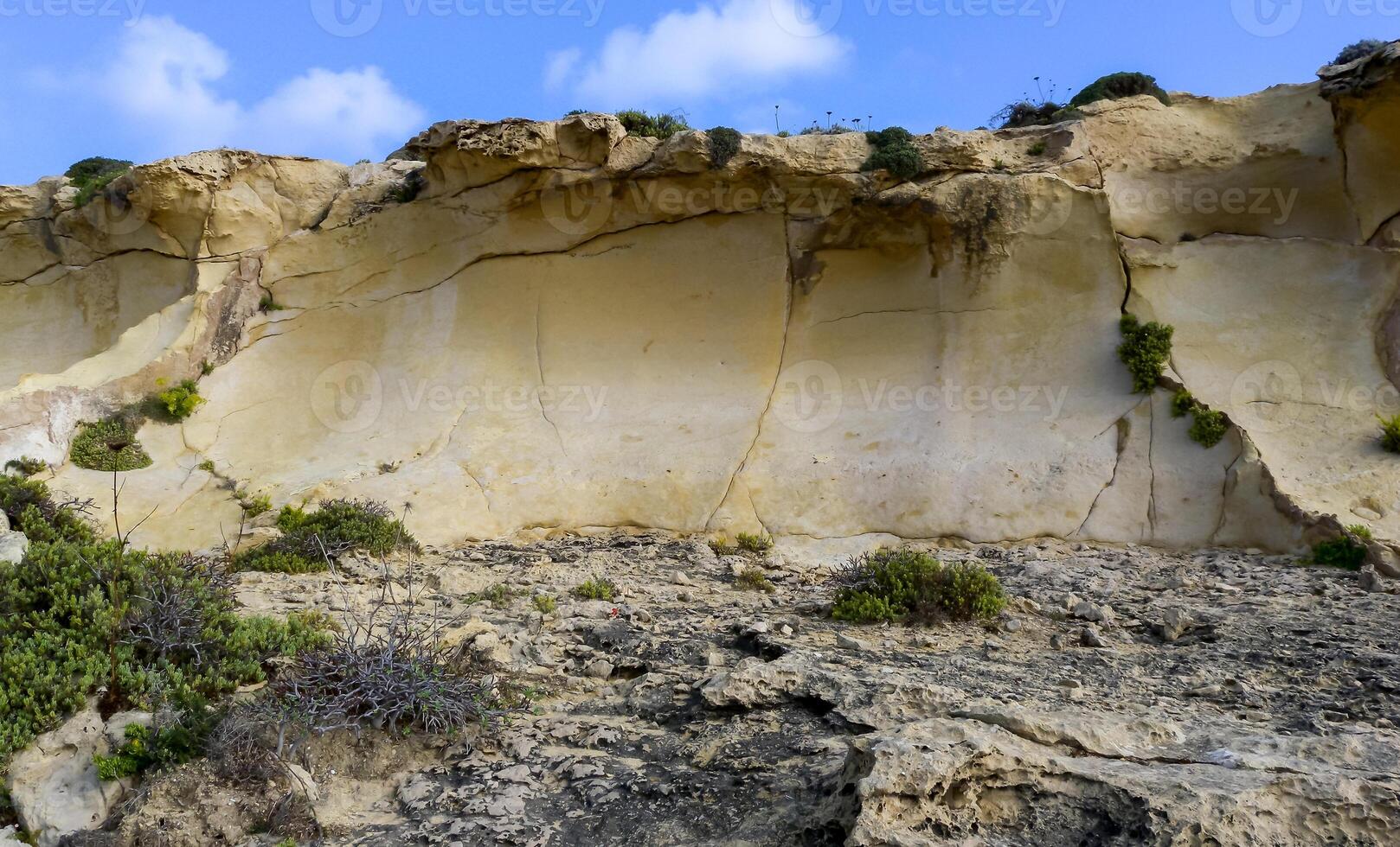 Wild succulent plants on the eroded rocks of the shore of Gozo island, Malta photo