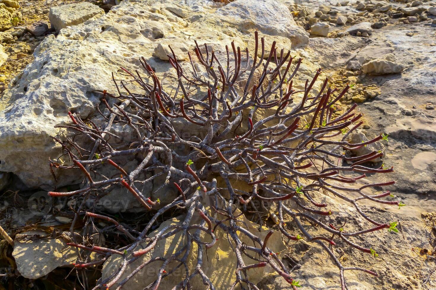 Euphorbia sp., poisonous succulent plant with succulent stem on erosional coastal cliffs of Gozo island, Malta photo