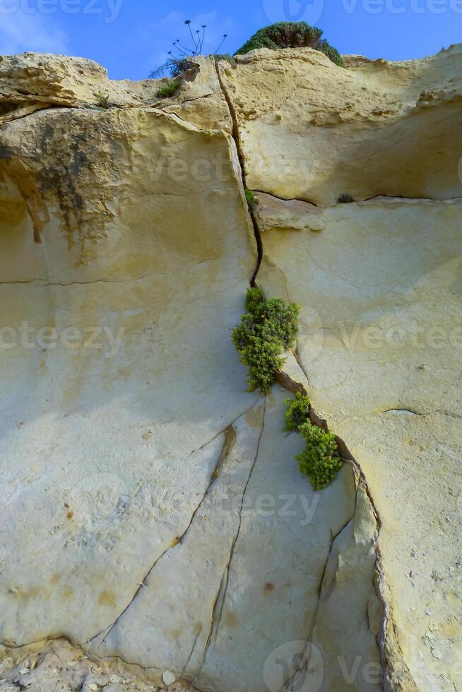 Wild succulent plants on the eroded rocks of the shore of Gozo island, Malta photo