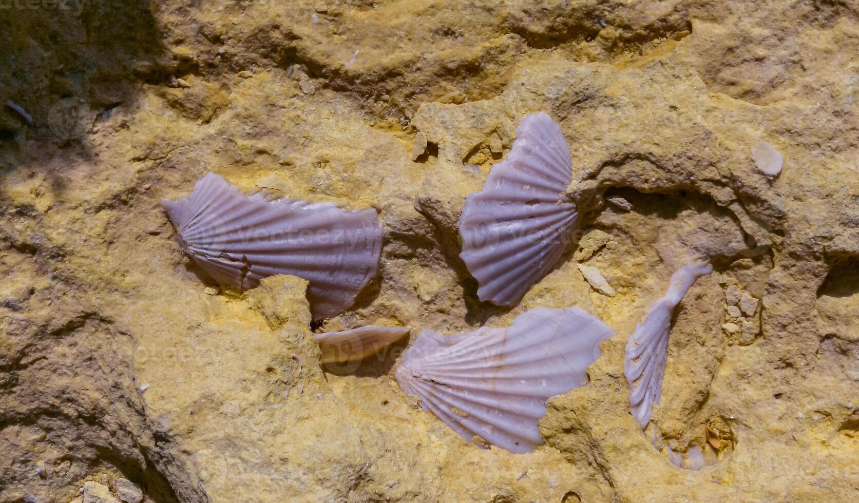Fossil scallop shells from rocks on Gozo island, Malta photo
