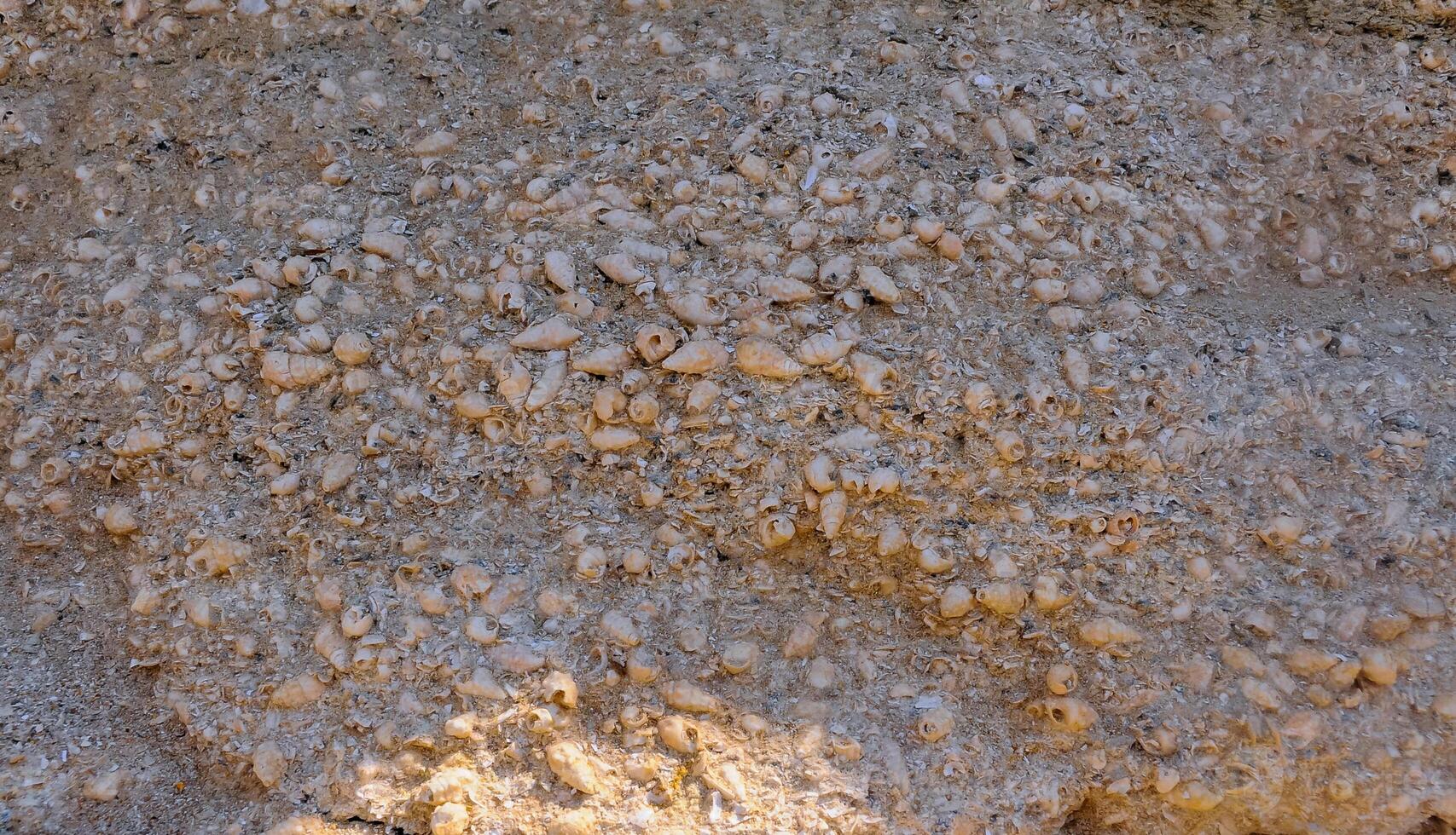 Weathering and destruction of shells of extinct mollusks in the Crimea photo