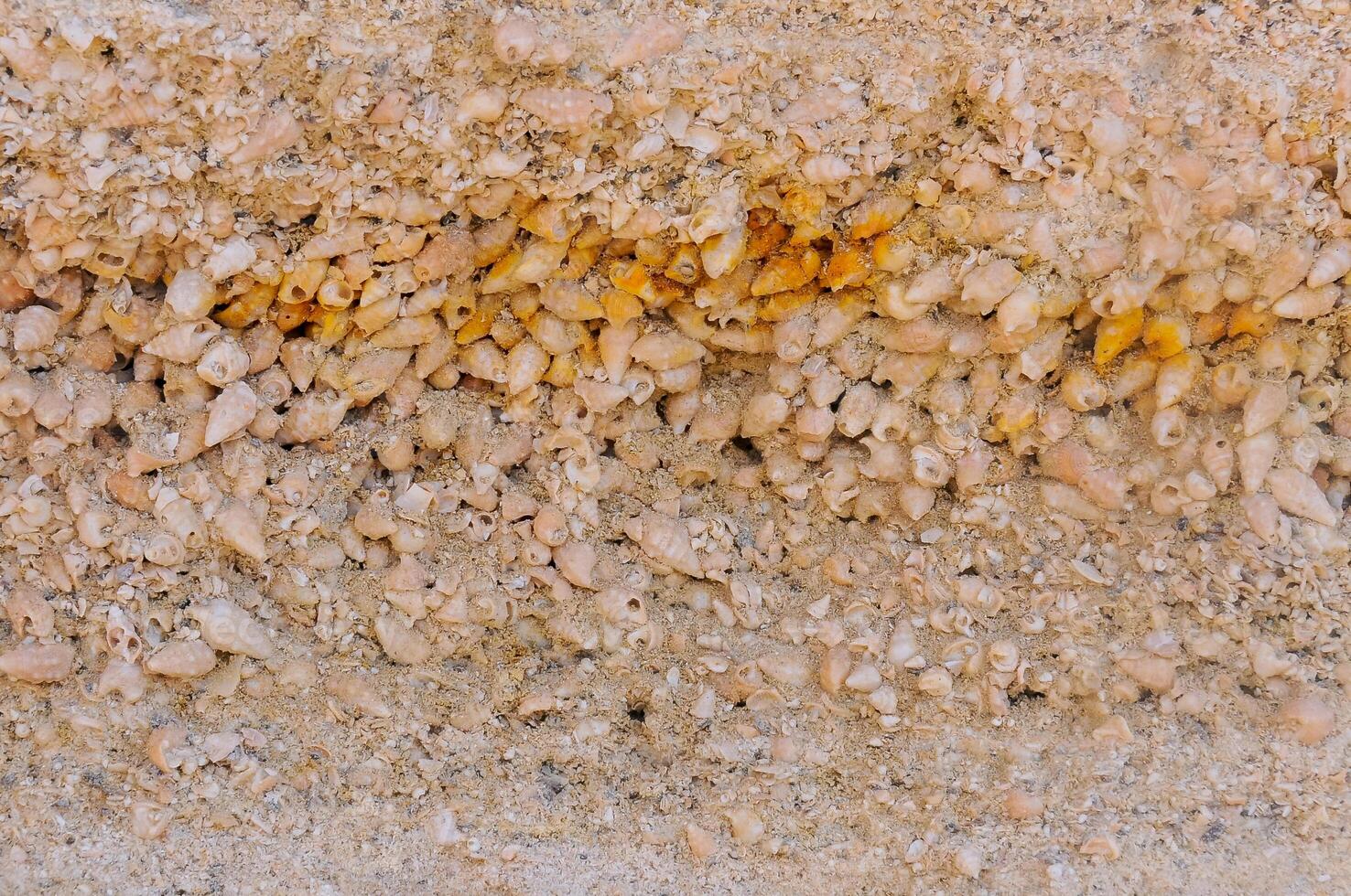 Weathering and destruction of shells of extinct mollusks in the Crimea photo