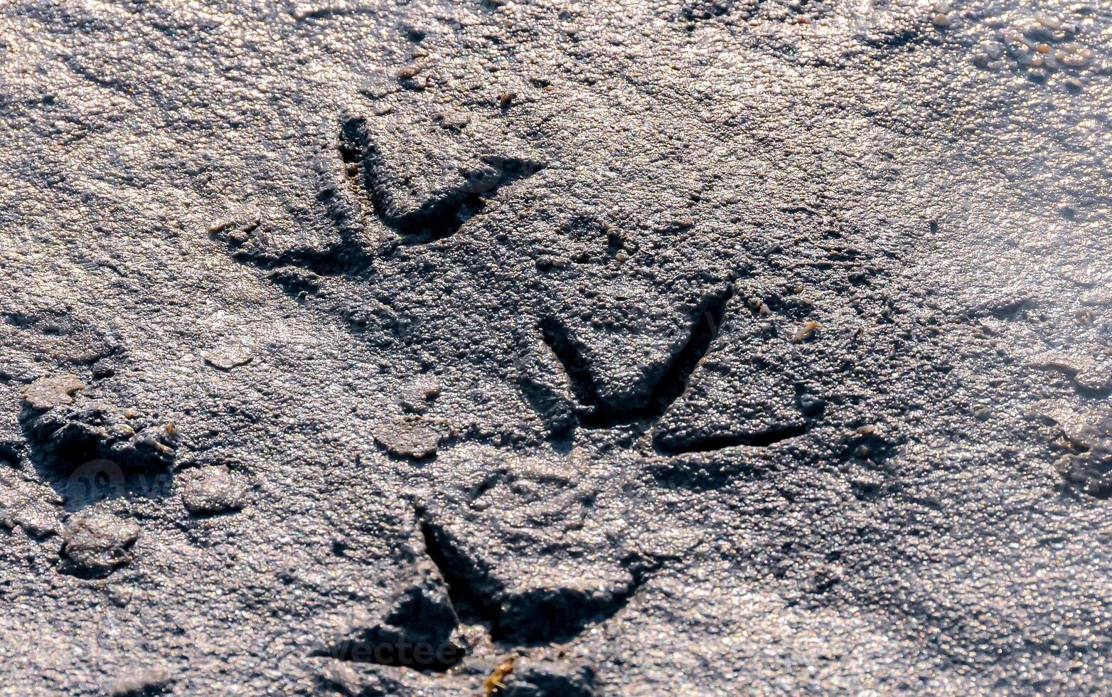 Traces of bird paws in the mud on the shore of a drying salt lake in the eastern Crimea photo