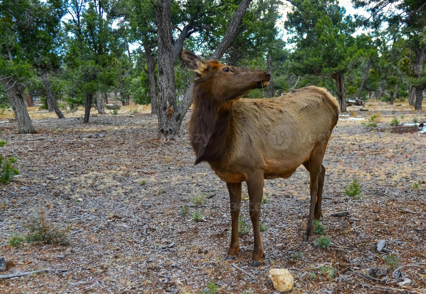 Hornless big deer eats dry grass in the Grand Canyon area, Arizona USA photo