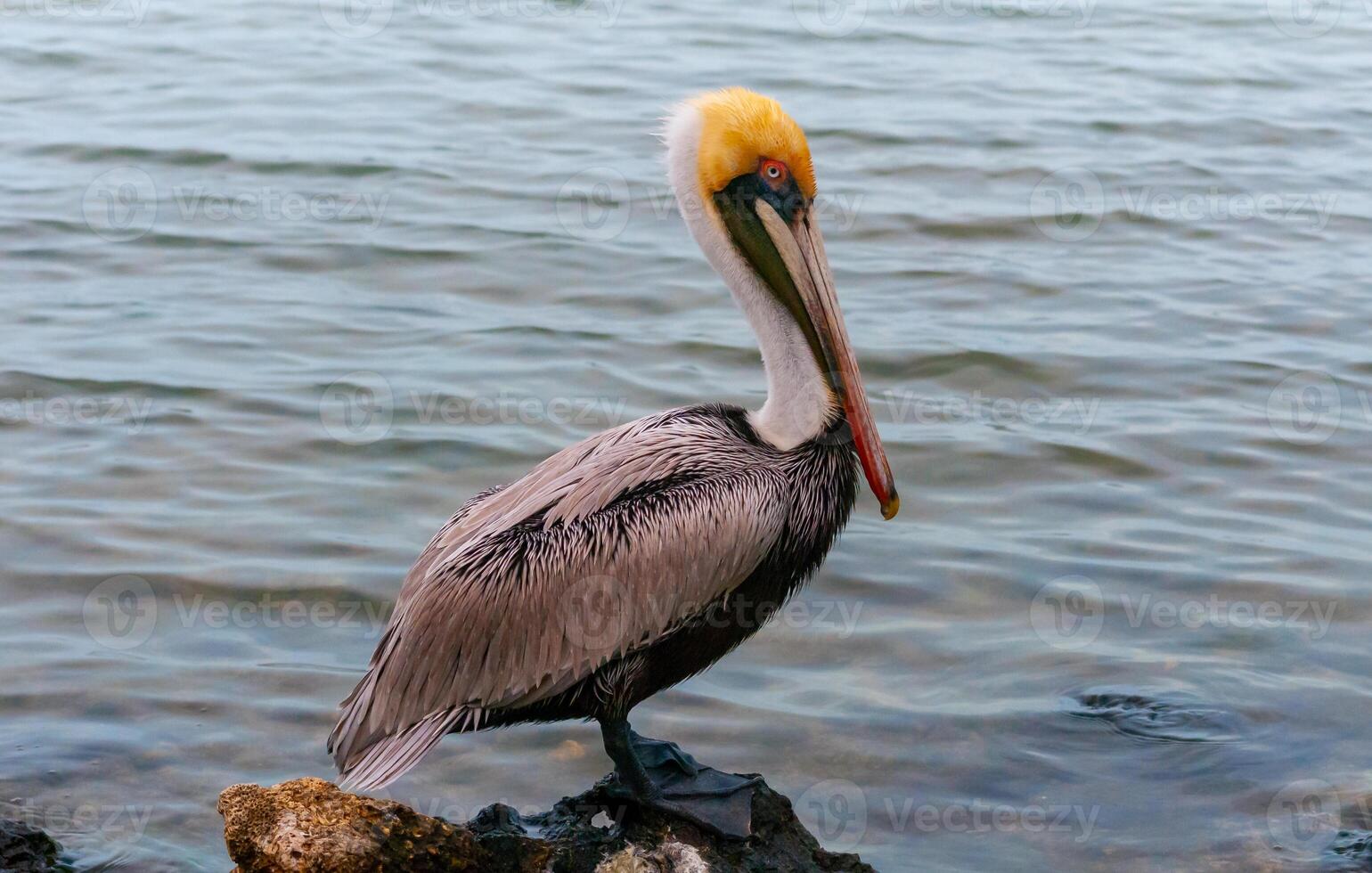 Brown Pelican Pelecanus occidentalis, an adult bird resting on a rock in the Gulf of Mexico, Florida photo