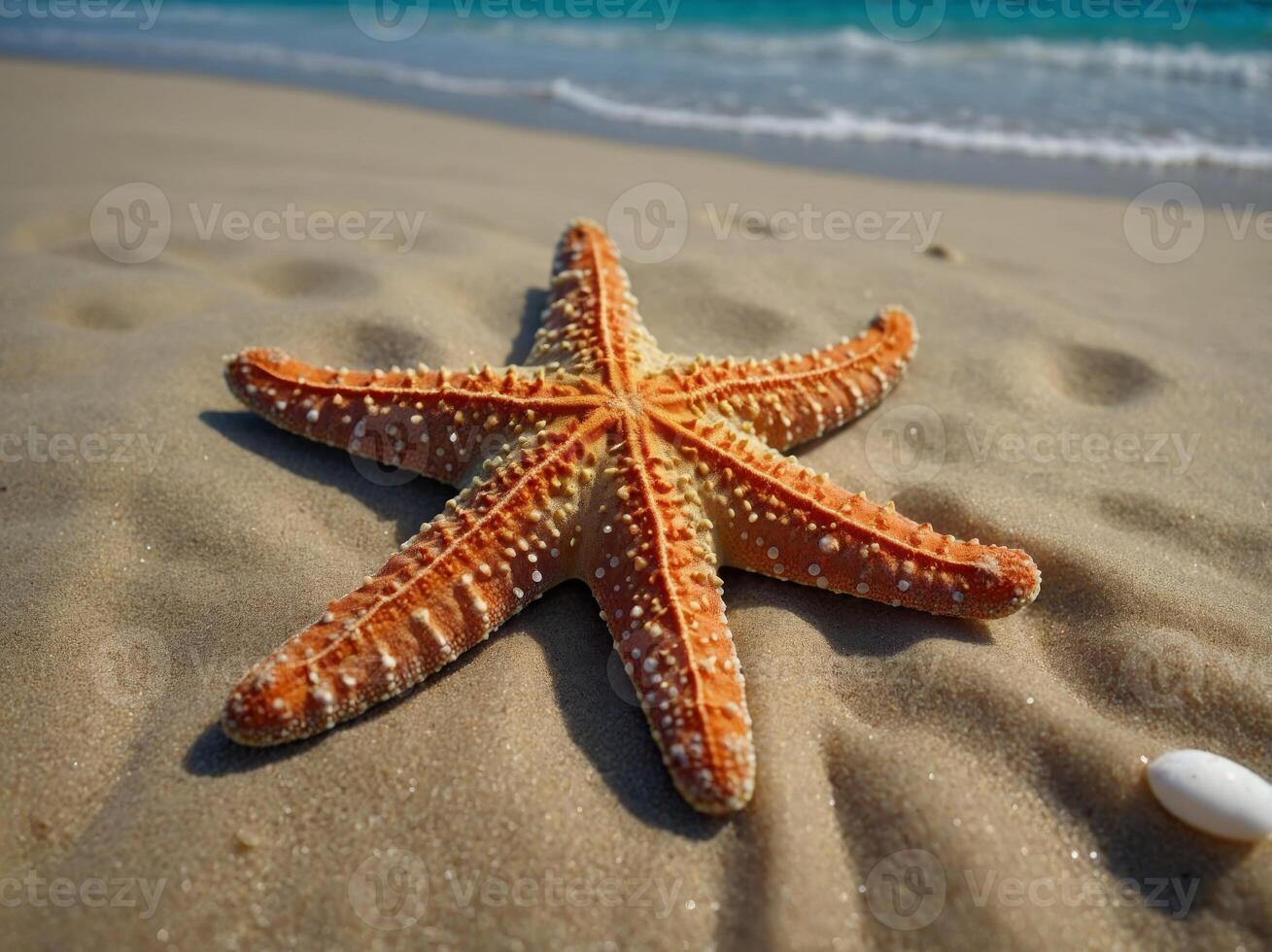 Starfish on the summer beach Summer background Tropical sand beach. photo