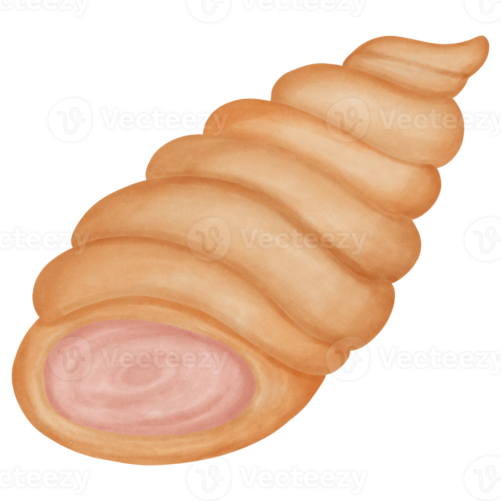 Illustration of a seashell bread Drawing watercolor style png