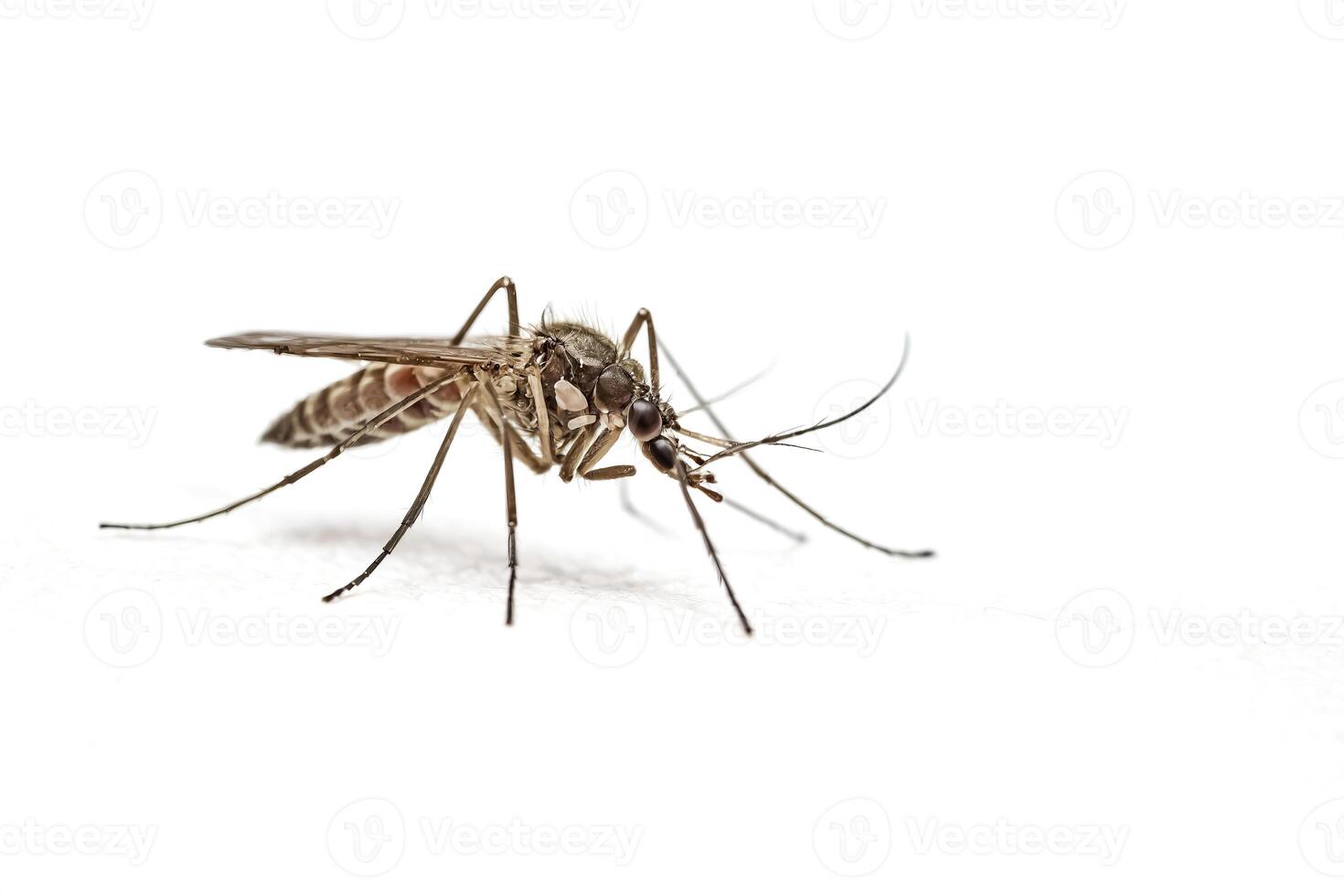 Close-up of a Mosquito on a White Background photo