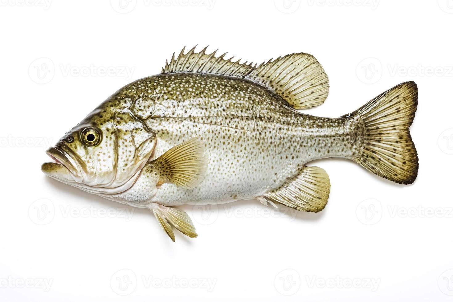 Grouper Fish Isolated on White Background photo