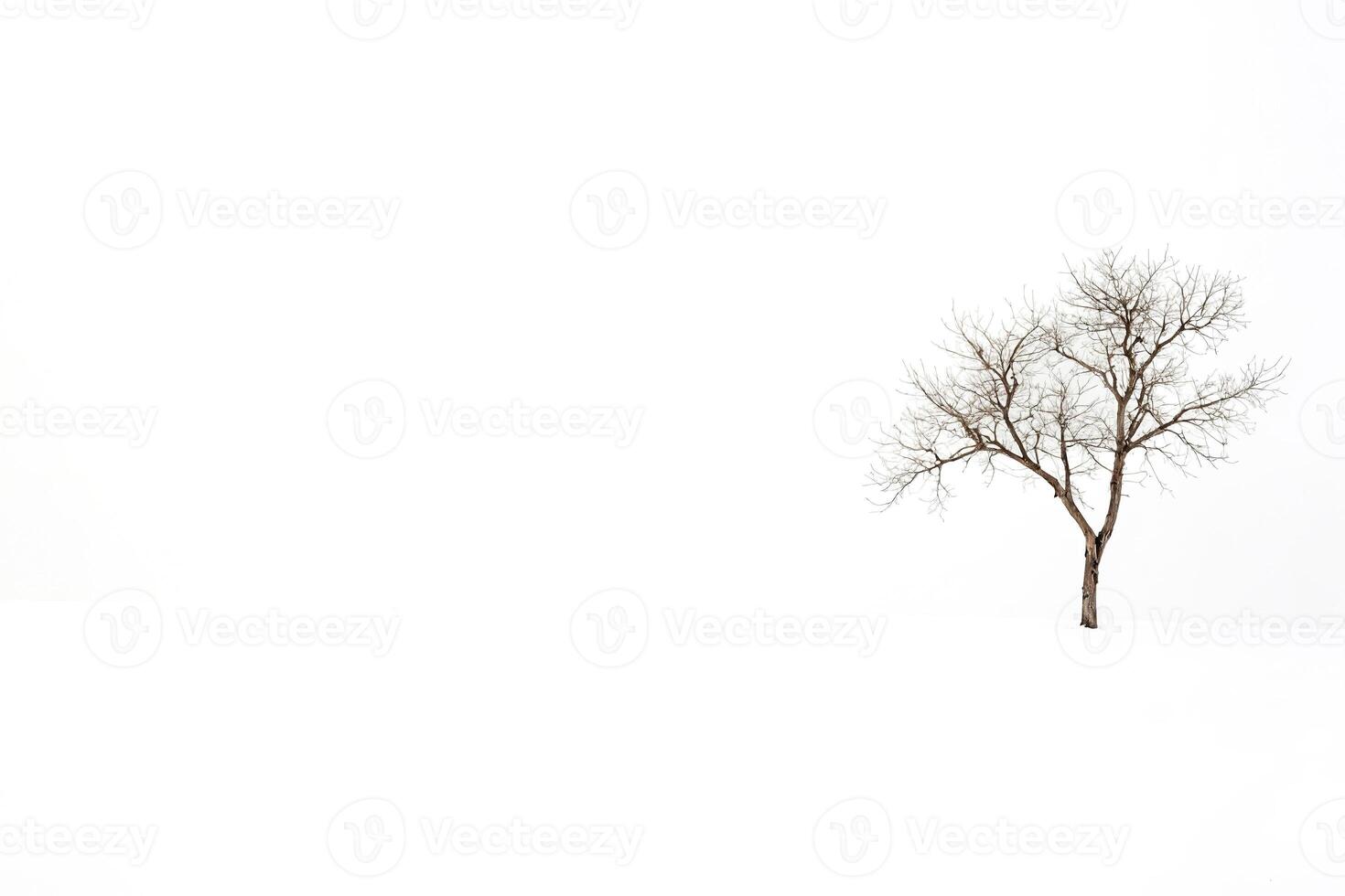 Lone Tree in a Snowy Field photo