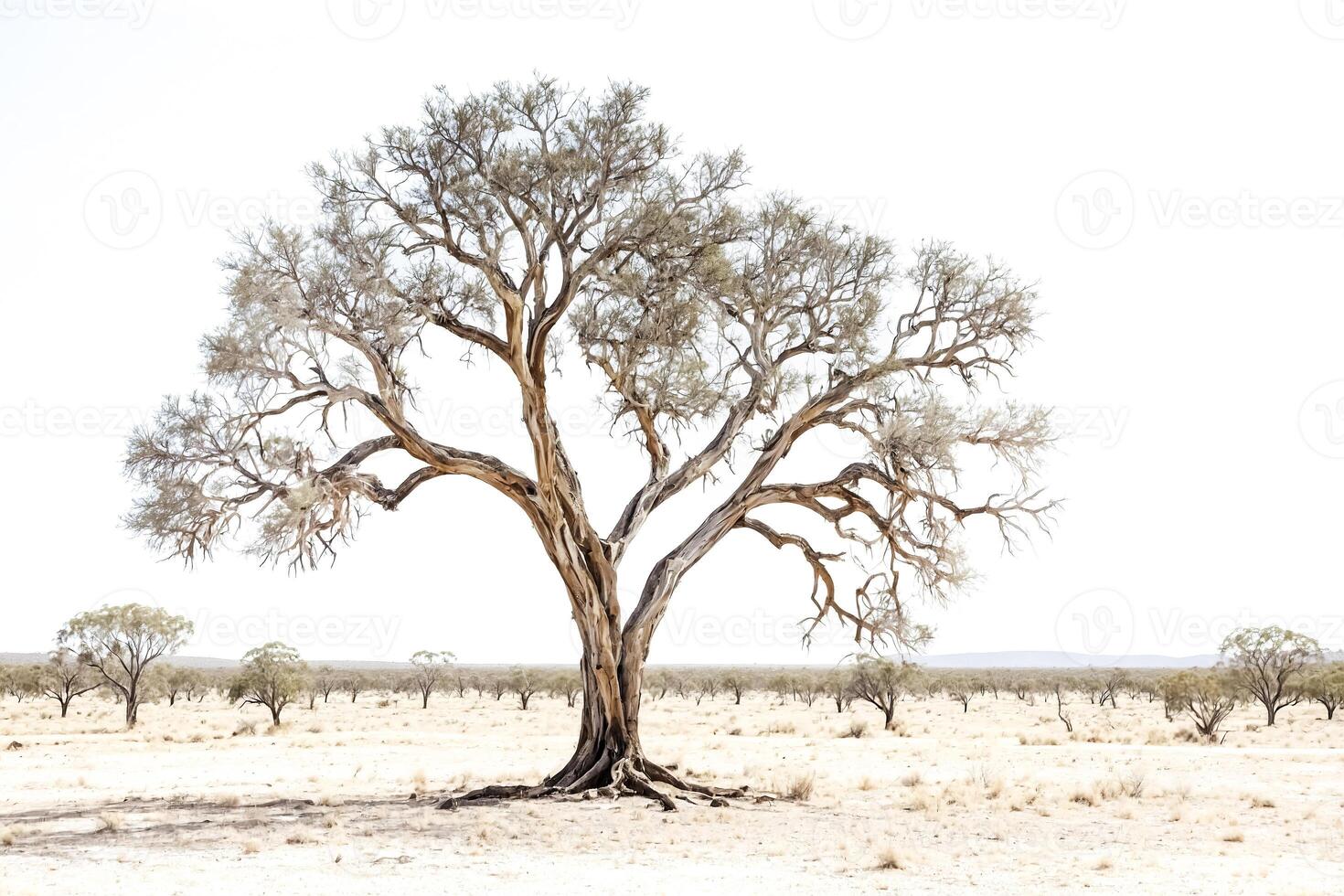 A lone tree in a dry, desolate landscape photo