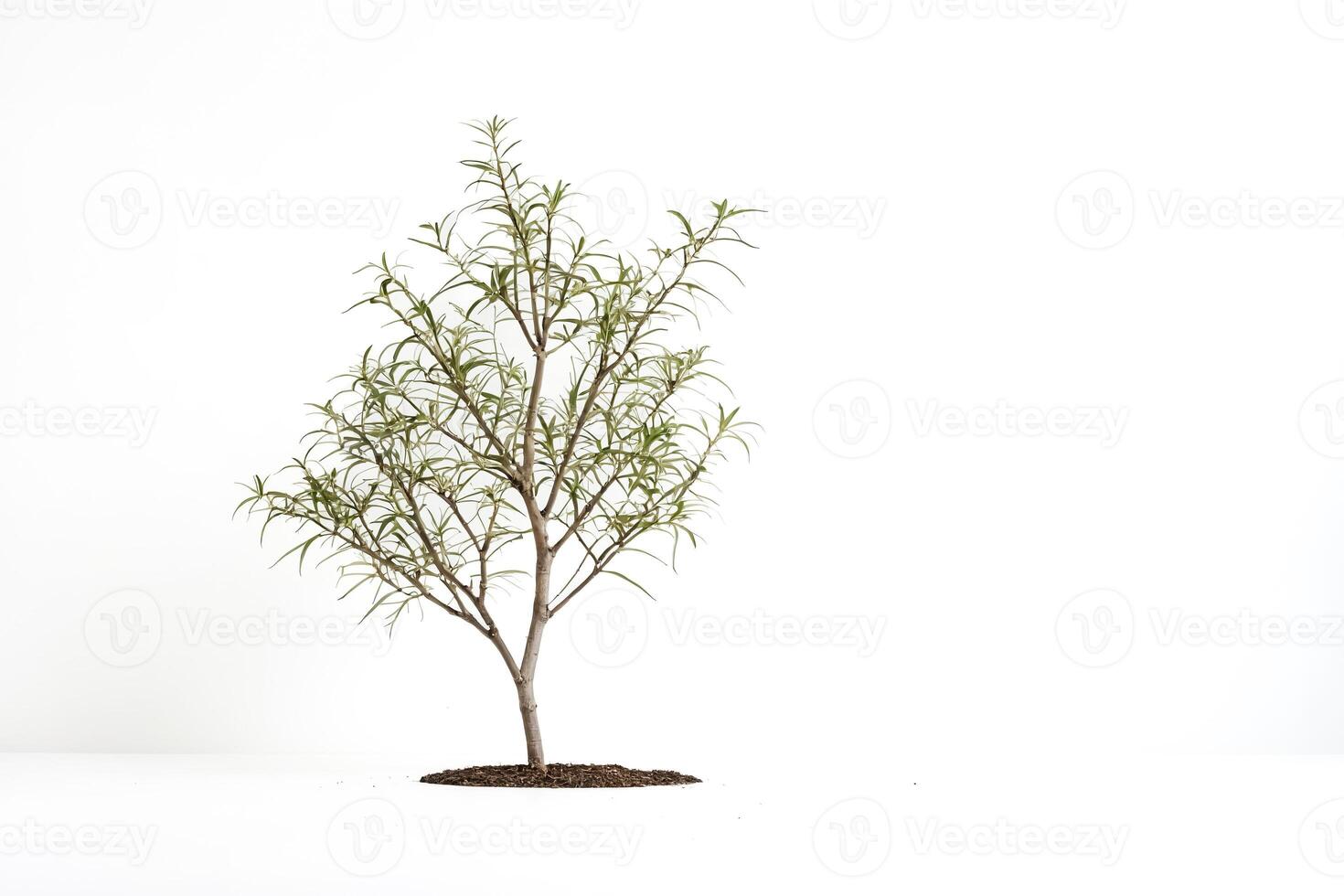 Small tree with green leaves on white background photo